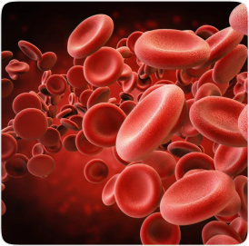 Hot Topics Abnormal Blood Results for Primary Care 2025-2026 – Online Course